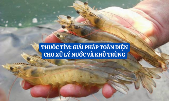 thuốc tím